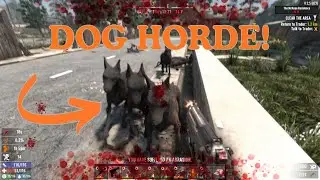 First Dog Horde!