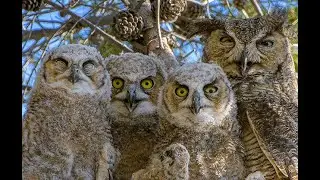 Great Horned Owl Family 2022, Tucson, AZ