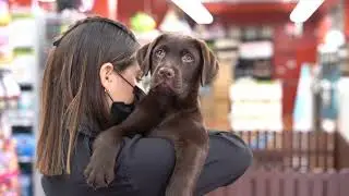 Travel Checklist For You And Your Puppy | Petland Texas