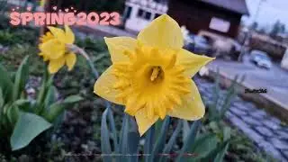 Spring Blooms 2023 | Colourful Flowers | Nature Lover | Zurich | Switzerland | 4K | Spring Blooms |