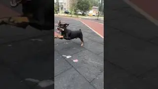 Слоу моооо от Морти  #live #love #cute #youtubeshorts #like #dog