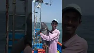 Why do fishermen release dolphins #sciencefacts #facts #science #shorts