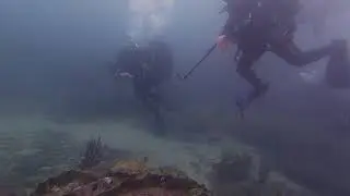 Shark scuba diving in Sydney Harbour @ Old Mans Hat best dive site