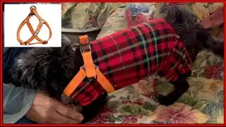 HOW TO PUT ON A PAWTITAS SOLID COLOR STEP IN DOG HARNESS