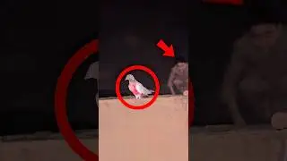 #Night Main #Pigeon #Trap Karny Ka #Asli Tarika | #kabootar #pigeonhouse #bird #trap #easynighttrap