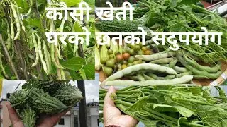Rooftop Organic Vegetables Garden, harvesting many kind's of summer season vegetables #gardening