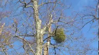 European mistletoe - Viscum album - Mistilteinn -  S&iacute;gr&aelig;n planta - Sn&iacute;kjuplanta