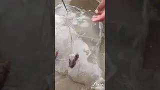 What is He Slicing? TikTok: oceantreasure