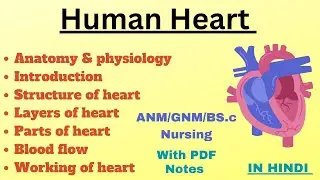 Anatomy and Physiology of Human Heart | Working of Heart | Layers |Structure |Chambers| Blood vessel