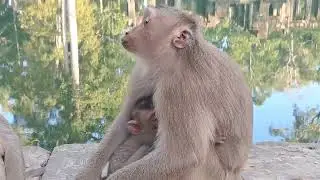 Flora and Loy family's #shortvideo #animals #monkey #babymonkey