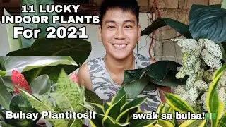 Top 11 Lucky Plants for 2021||Fengshui Plants || Lucky Plants for Home & Work Place in 2021