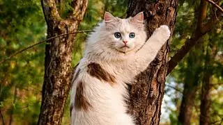 Beautiful Mother Cat Running and Climbing a Tree in the Field 🐱🌳 Relaxing Cat Sounds 