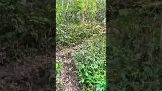 Hiking In The Woods 🥾 ADVENTURE! #hike #hiking #adventure #walk #woods #forest #backpacking
