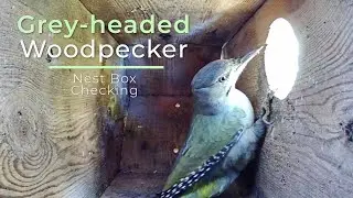 Grey-headed woodpecker | Nest Box Checking