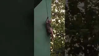 monkey walking in a rope #subscribe #shorts