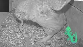 🦉🦎 Unbelievable Moment! Little Owl Enters Nest Box Carrying a Lizard