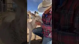 Oh Golly, Ms. Molly #babydonkey #bonkey Cowboymax