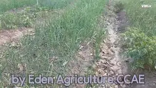 Comment cultiver la tomate, les oignons et le poivron en RDC #by Eden Agriculture CCAE