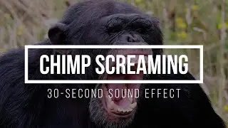 Chimpanzee Screaming 🦧 Chimp Scream Sound Effects