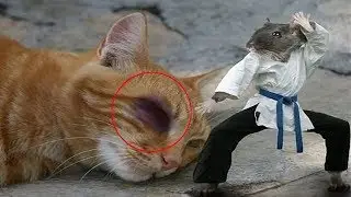 Funny Mouse Compilation
