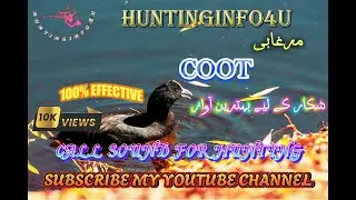 coot sound, coot bird sound, American coot sound for hunting