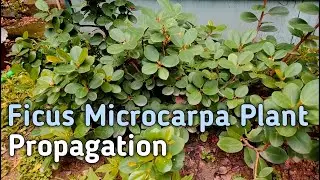 Ficus Green Island Fig (Ficus Microcarpa) Plant Propagation From Cutting | Fancy Sudins