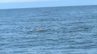 Dolphins off the coast at Aberdeen