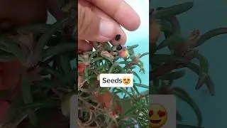 How To Collect Seeds From Portulaca Moss Rose Flowers 😍✅️#trending #youtubeshorts #tips #subscribe✌️