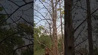 Wow, catching this animal in the tree almost got away. #shortvideo #nature #animls #xprole #viral