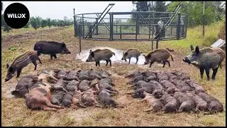 Wild Boars Caught In Traps Farmers Astonished By This Insane Number | Wild Boar Hunt
