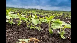 Top Five Most Profitable Soybean Varieties ( An Why)