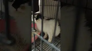 Is TNR traumatic for cats? #tnr #trapneuterreturn #straycat #feralcats
