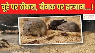 Kabirdham Paddy Scam: Paddy disappears in Kabirdham, blame on rats and termites! | Dhan Scam | Zee MPCG