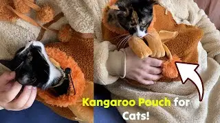 FluffyPaw Tested: Blanket Hoodie with KANGAROO Cat Pouch! 🐈 Gadgetify