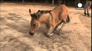 Video  Rare 'zonkey', zebra donkey baby, born naturally in Mexico 480p
