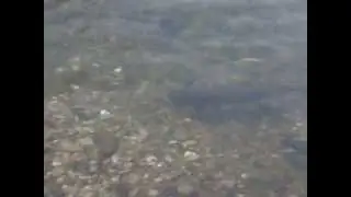 Mladica cuva bojiste od Lipljena 2015.  by Tero