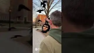 He Wore a Mask Once. Crows Are STILL Mad. 😨#nature #truestory
