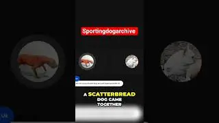 BDC LIVE:EXPLAINING the Scatterbred dog and the paperwork ish... #sportingdogs #dogtalk