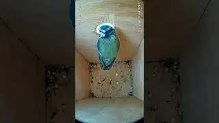 Blue tit quick nest visit.