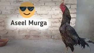 Aseel Murga ley Aye | Ali&rsquo;s Pet Adventures