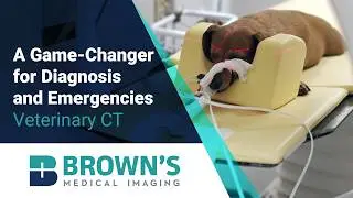 CT Veterinary Center: A Game-Changer for Diagnosis and Emergencies