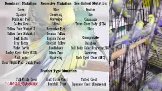 Genetics Part 1|| BUDGIES DOMINANT RECESSIVE SEX LINKED || BREEDING TIPS|| 03472333231 