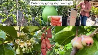 Order c&acirc;y giống ship overnight  đt:813-842-1008 sean tran #❤️🥰🍎# 510