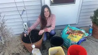 Bare Root Trees 🌳in Containers 🪴// Campbell&rsquo;s Freedom Farm #degroot #plumtree #bareroot