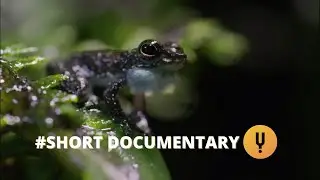 Rare Borneo Rock Frog mating Ritual