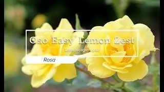 30 Seconds with Oso Easy&reg; Lemon Zest Rose