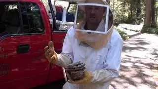 Gold Miner Pest Control: Yellow Jacket Removal Part 2