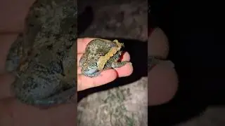 Frog comedy for laugh | Frog jump funny | Catch frog run funny
