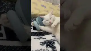The cat's got the manual down! Look at that face! 😆 #CatGenius #MassageTime