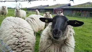 Sheep sniff up close